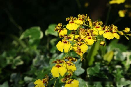 文心蘭花語|文心蘭花語：隱藏的愛，快樂無憂，寓意忘卻煩